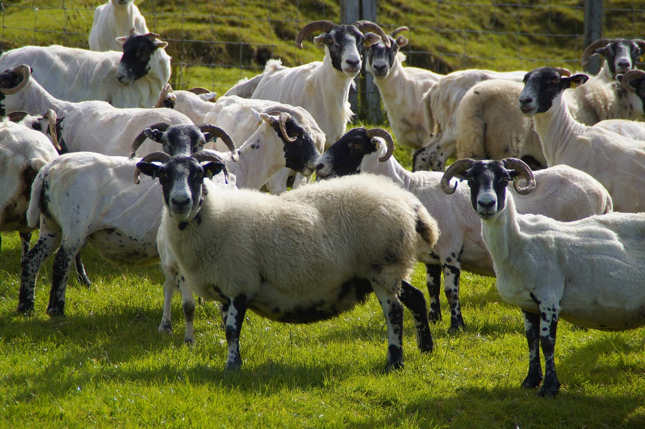 ¿Qué tipo de ganadería es ovino?